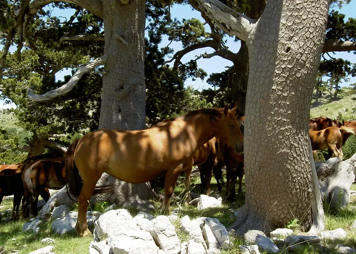 Sette E Mezzo Castelluccio Superiore